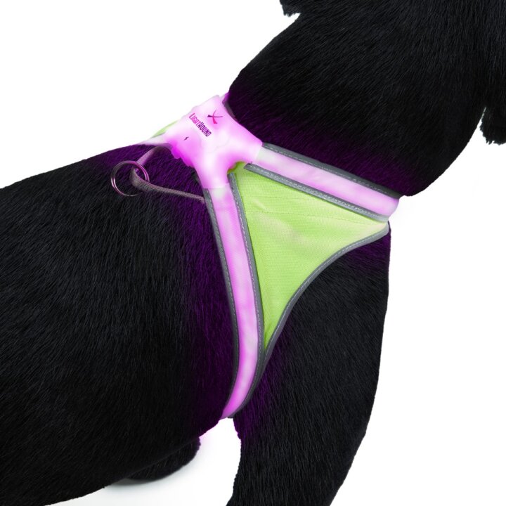 LIGHTHOUND - Lighted Collar and Vest for Dog 1